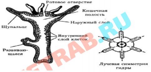 Mega onion зеркало рабочее