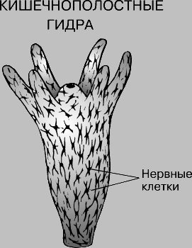 Магазины в даркнете